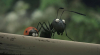 Csodabogarak: Az elveszett hangyák völgye